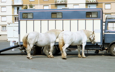 Percheron
percheron
Percheron